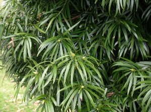 Podocarpus henkelii at Hackfalls Arboretum