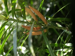 Podocarpus henkelii at Hackfalls Arboretum